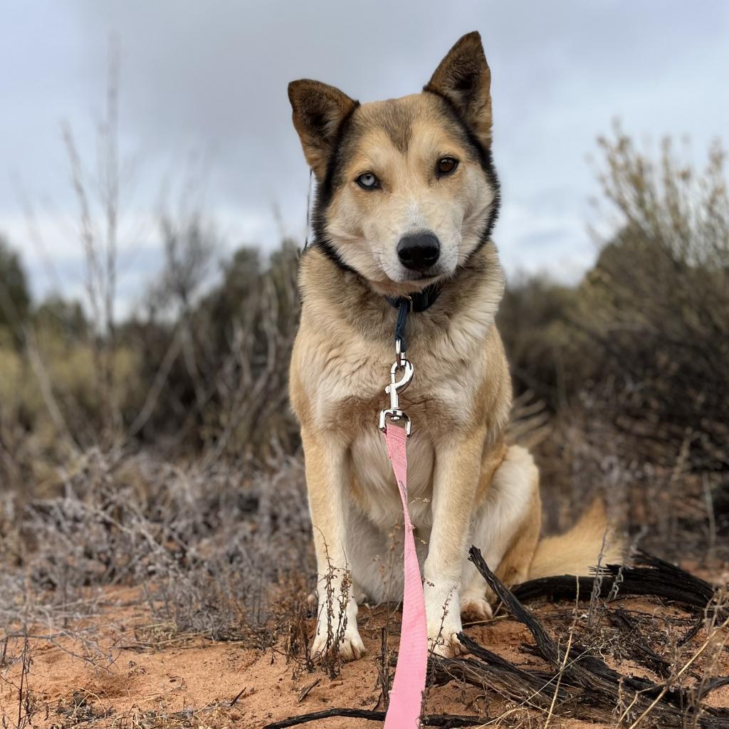 Abby Cadabby, Adoptable, Senior Female Husky.