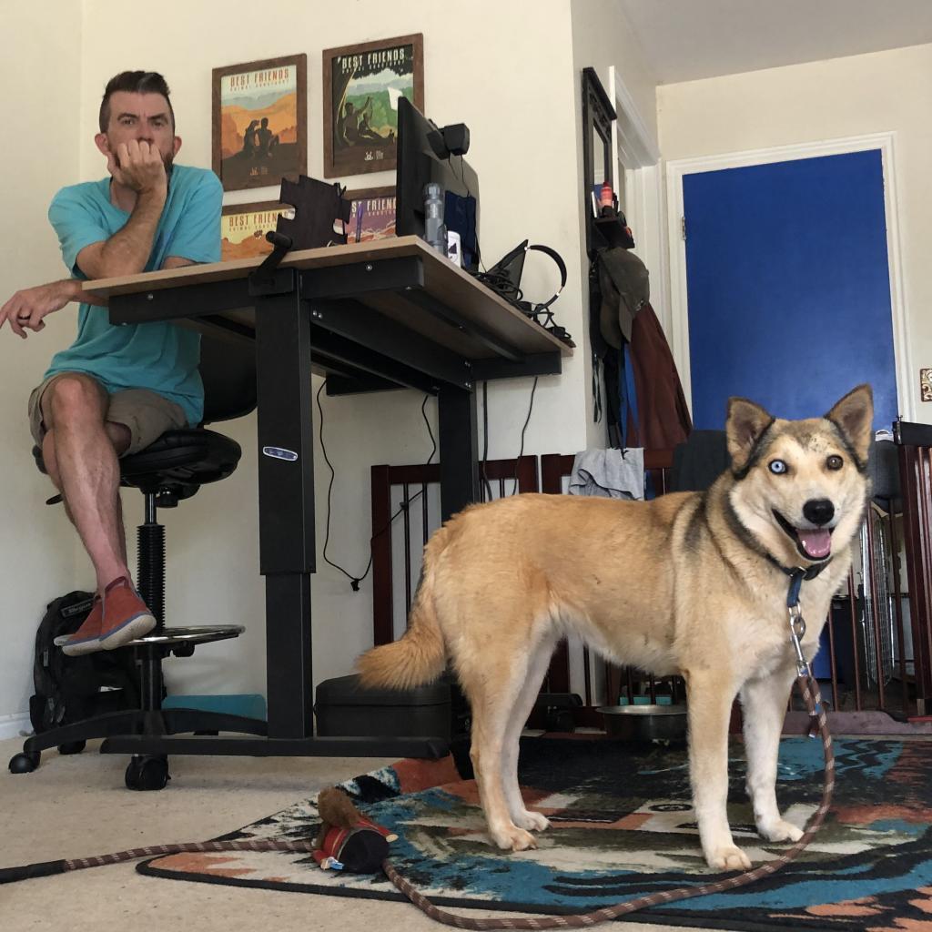 Abby Cadabby, a Adoptable mixed breed in Long Beach, CA image 3/6