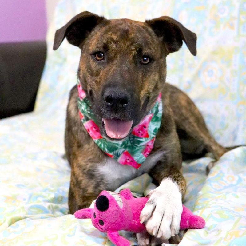 Enlarge Brookie, a Adoptable mixed breed in Kansas City, MO image 1/6