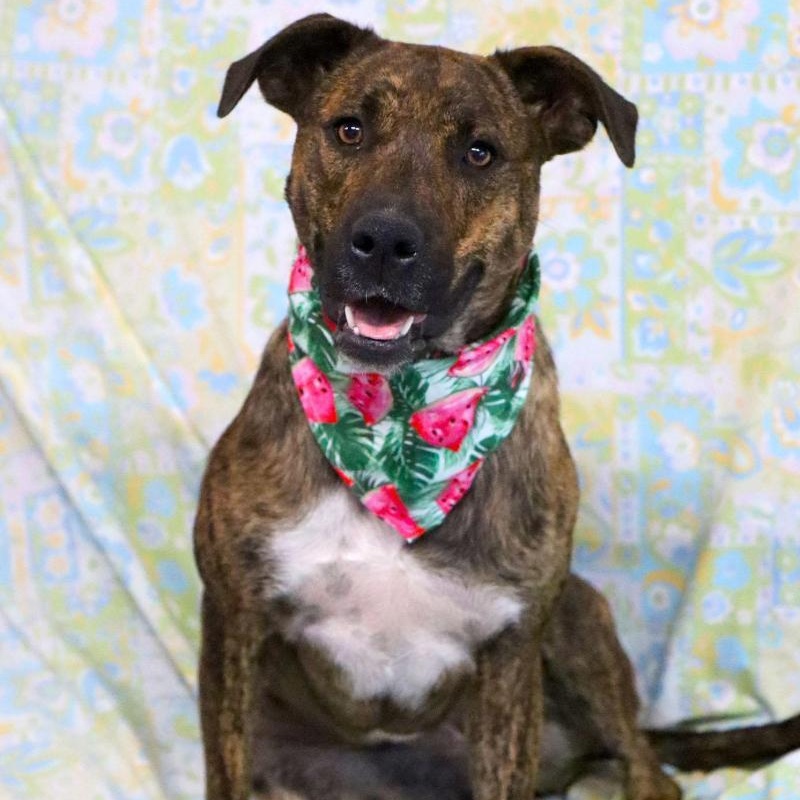 Enlarge Brookie, a Adoptable mixed breed in Kansas City, MO image 2/6