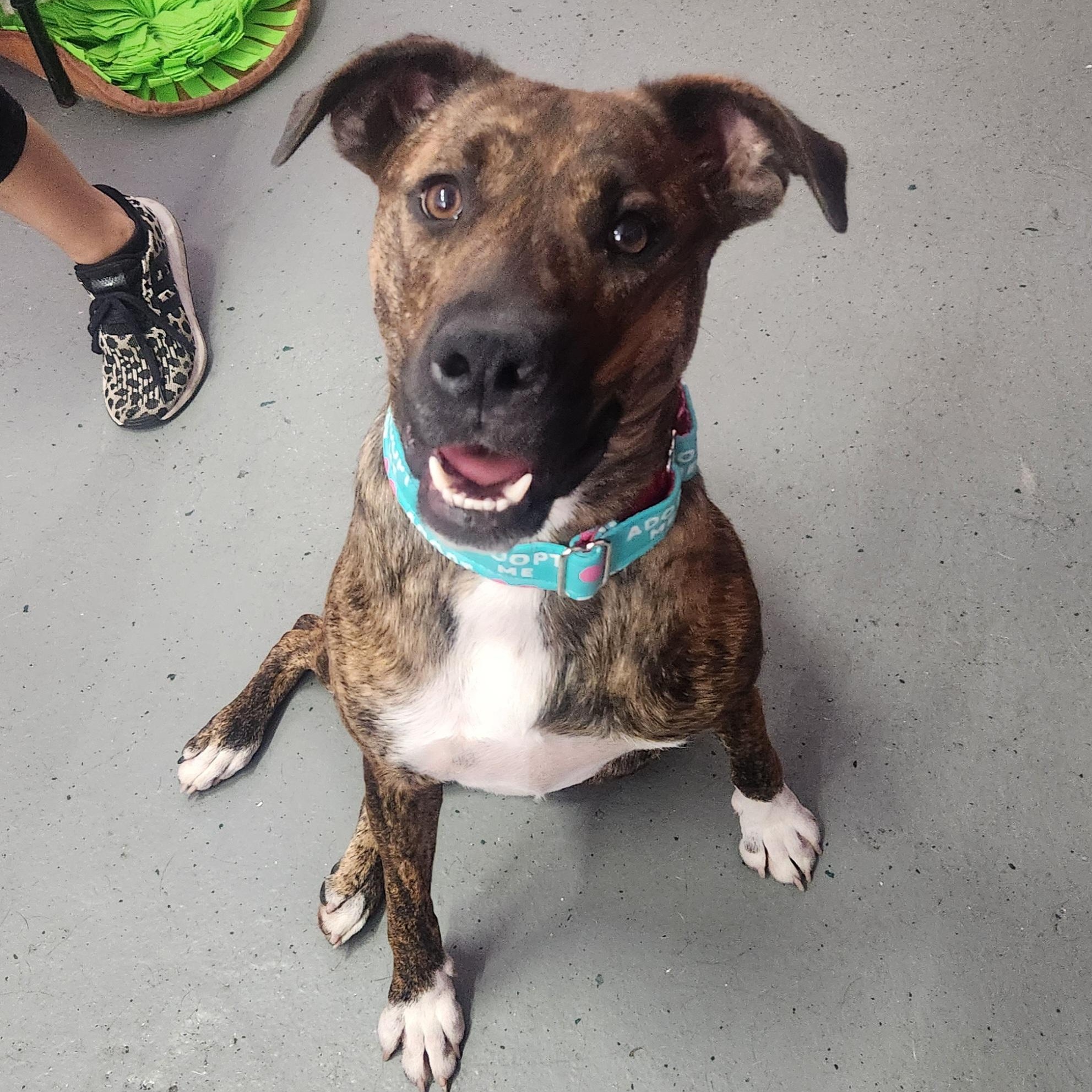 Enlarge Brookie, a Adoptable mixed breed in Kansas City, MO image 3/6