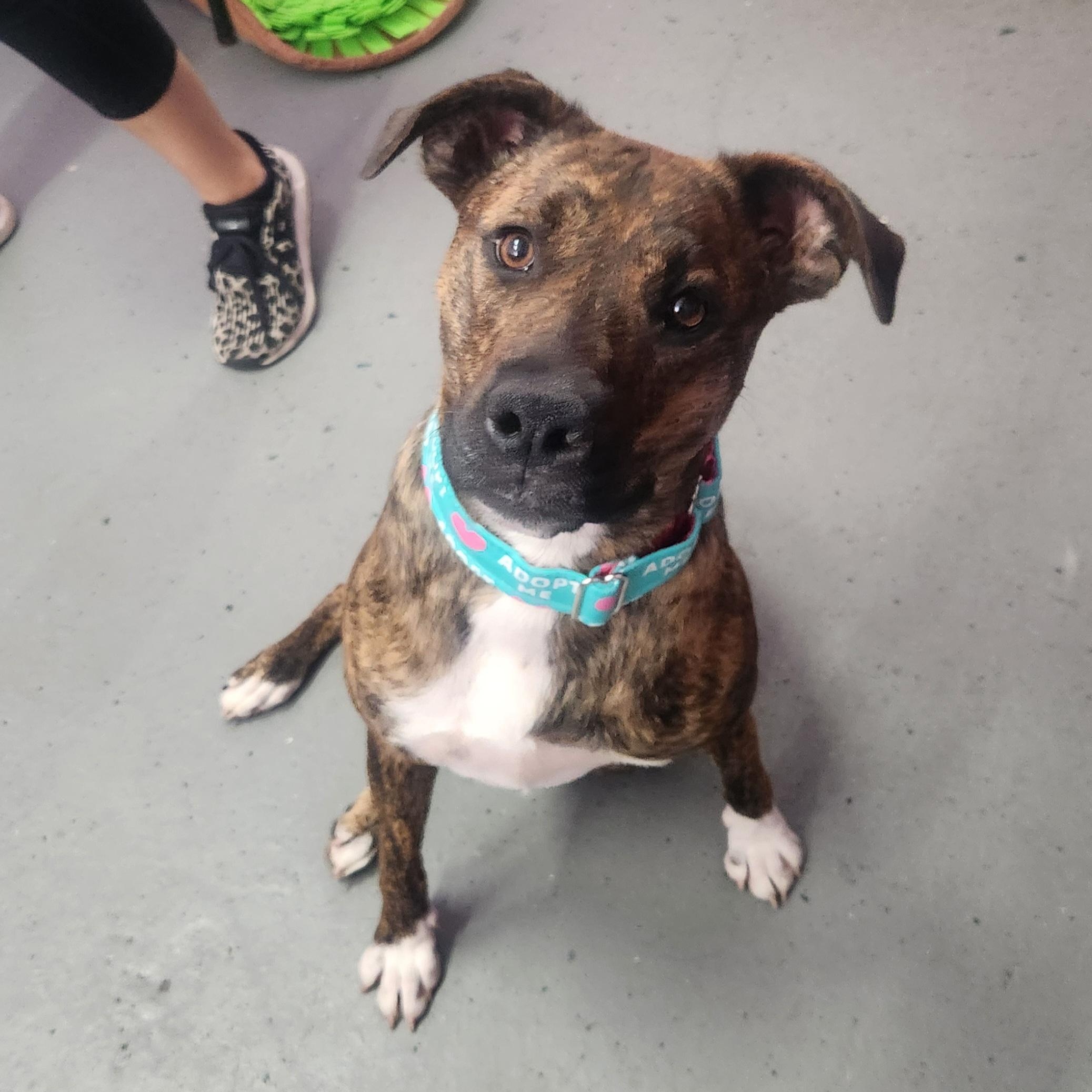 Enlarge Brookie, a Adoptable mixed breed in Kansas City, MO image 6/6