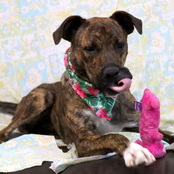 Enlarge Brookie, a Adoptable mixed breed in Kansas City, MO image 4/6