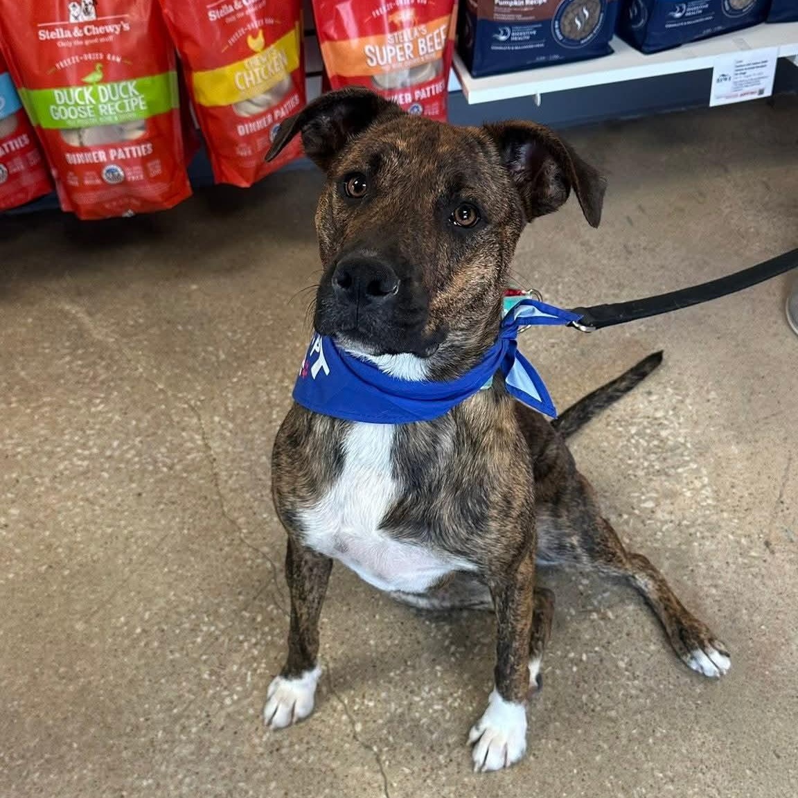 Enlarge Brookie, a Adoptable mixed breed in Kansas City, MO image 5/6