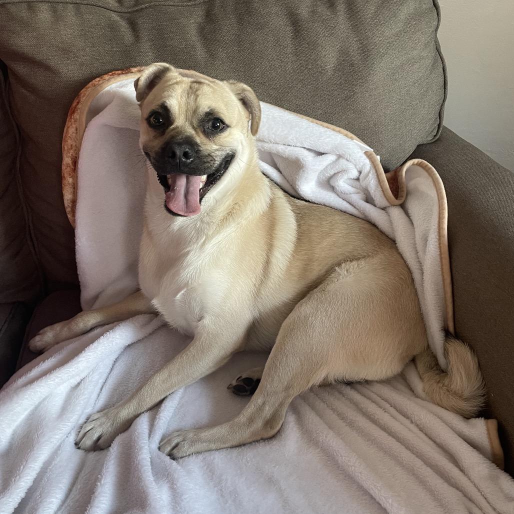 Pedro, Adoptable, Adult Male Pug & Mixed Breed.