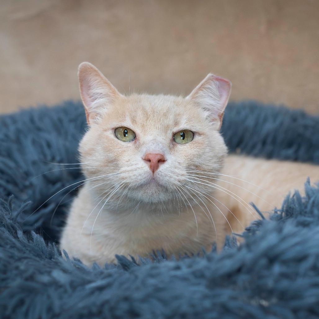 Enlarge Peaches, a Adoptable Domestic Short Hair in Valdosta , GA image 1/2