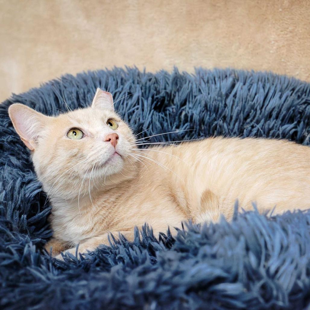 Enlarge Peaches, a Adoptable Domestic Short Hair in Valdosta , GA image 2/2