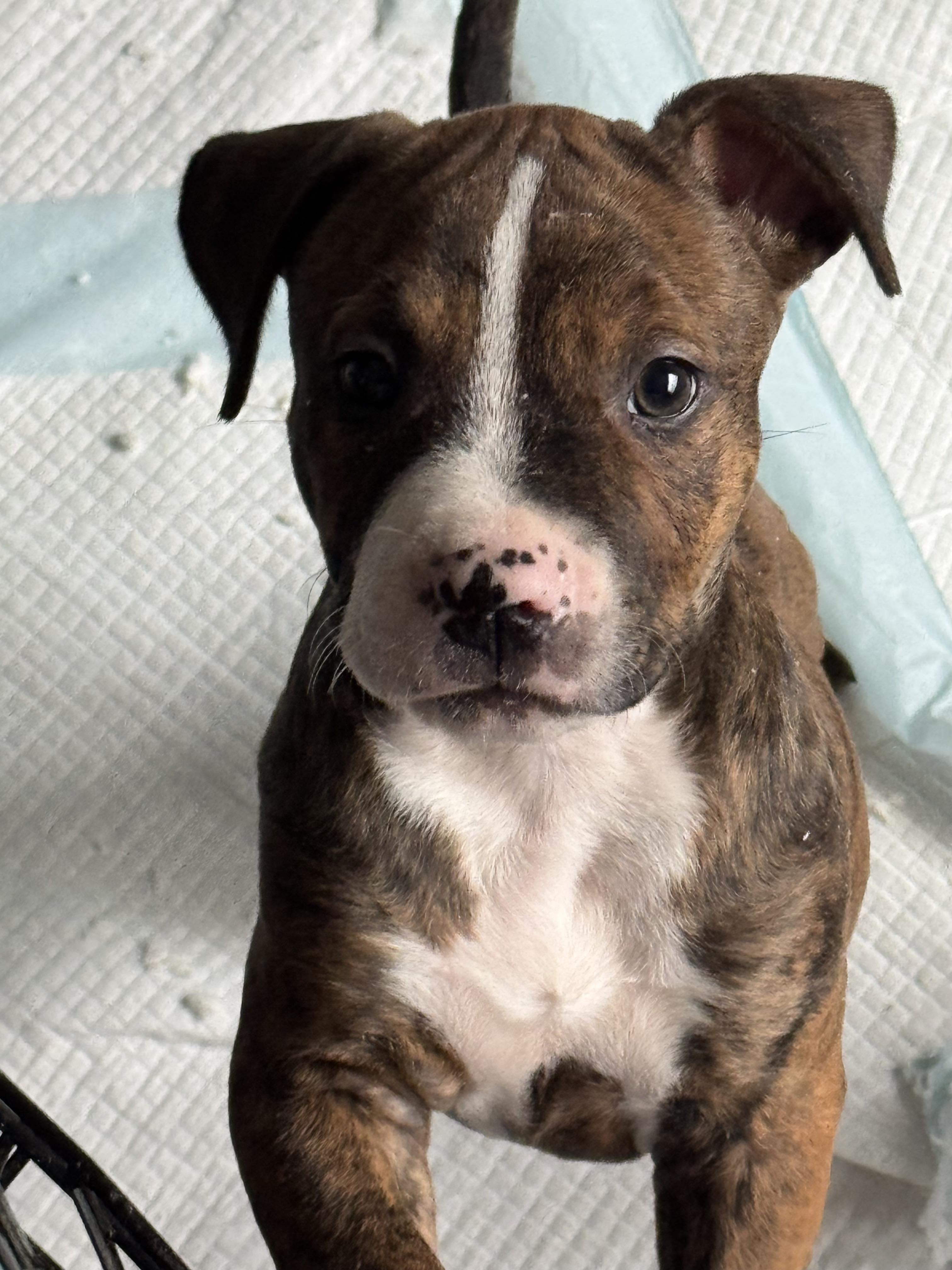 Israel, Adoptable, Puppy Female Pit Bull Terrier.