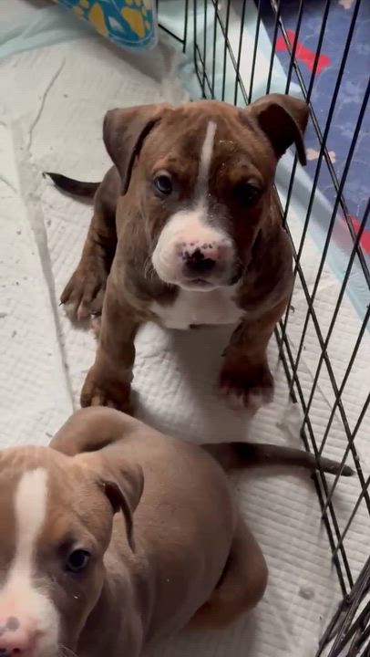 Enlarge Israel, a Adoptable Pit Bull Terrier in Stockton, CA video 2/2