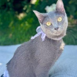 Enlarge Lottie, a Adoptable Domestic Short Hair in Sheridan, WY image 1/1
