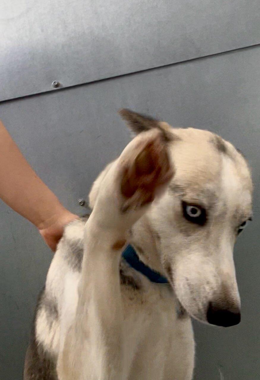Enlarge Akira, an adoptable mixed breed in wetaskiwin, AB image 4/6