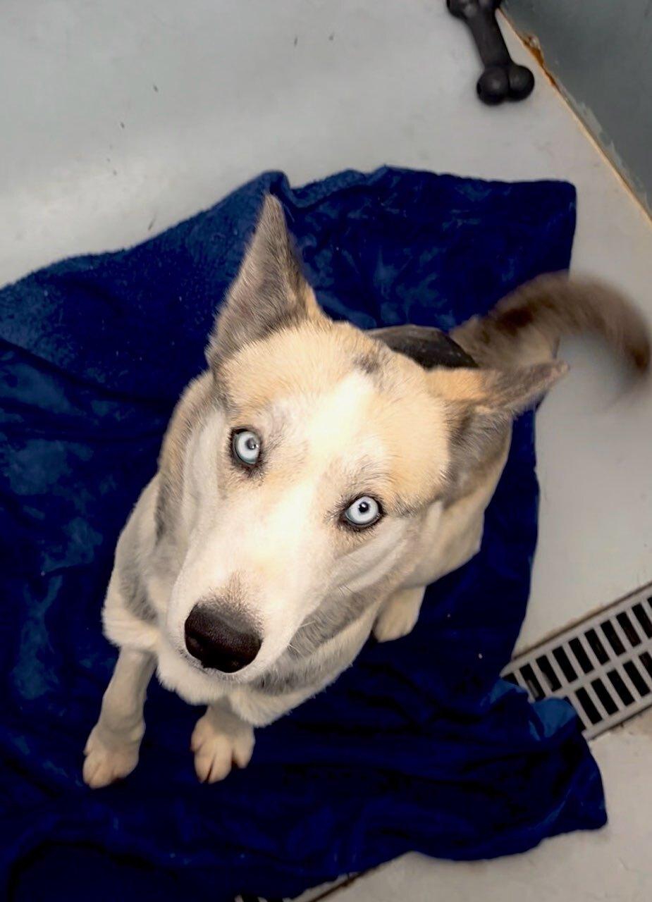 Enlarge Akira, an adoptable mixed breed in wetaskiwin, AB image 6/6