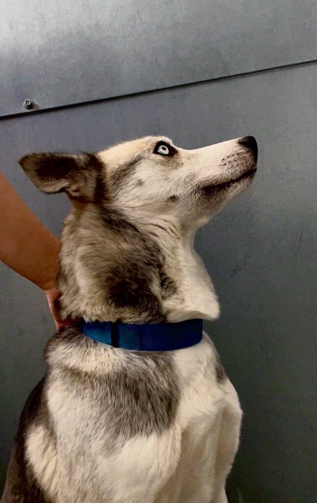 Enlarge Akira, an adoptable mixed breed in wetaskiwin, AB image 5/6