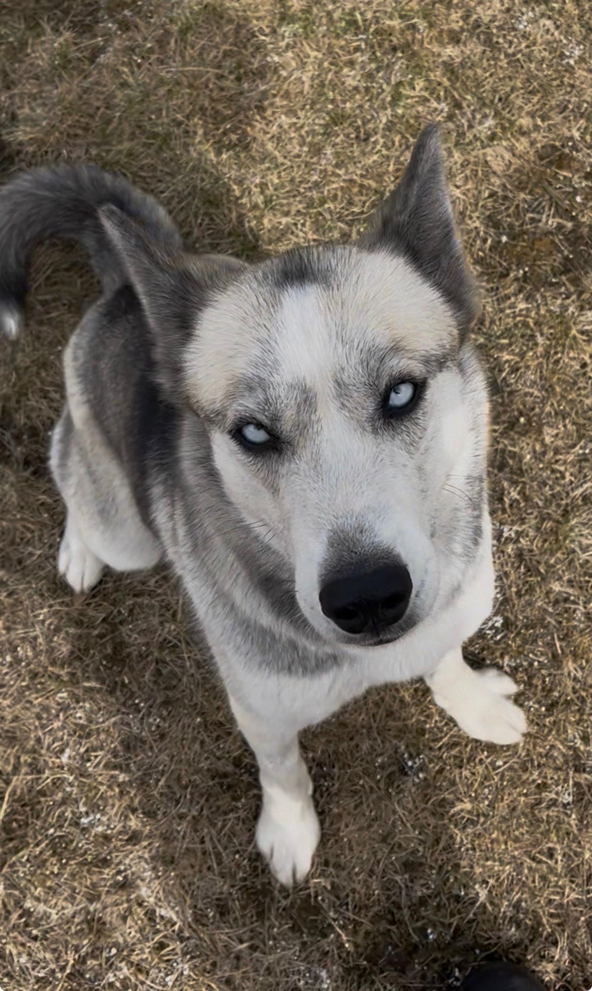 Enlarge Akira, an adoptable mixed breed in wetaskiwin, AB image 1/6