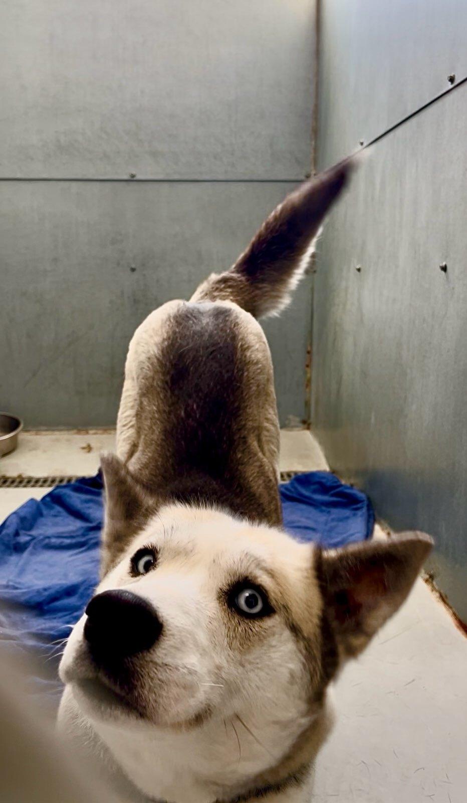 Enlarge Akira, an adoptable mixed breed in wetaskiwin, AB image 3/6
