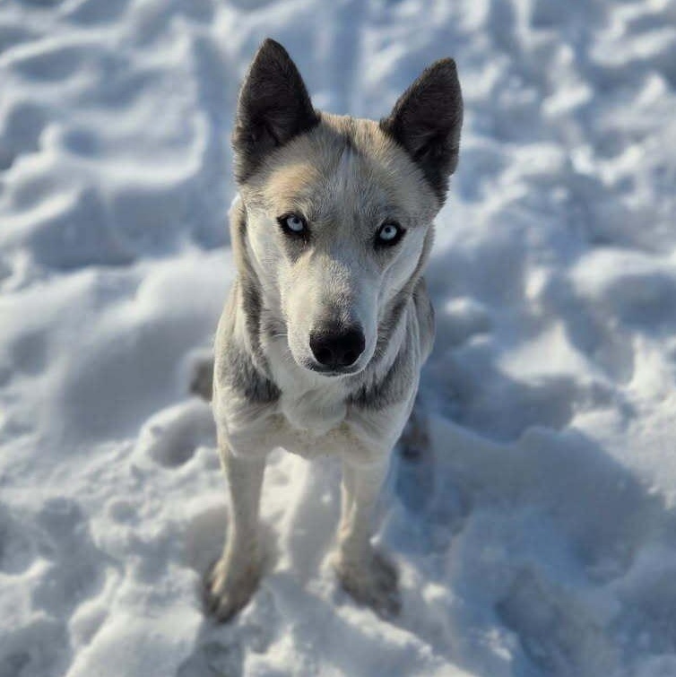 Enlarge Akira, an adoptable mixed breed in wetaskiwin, AB image 2/6