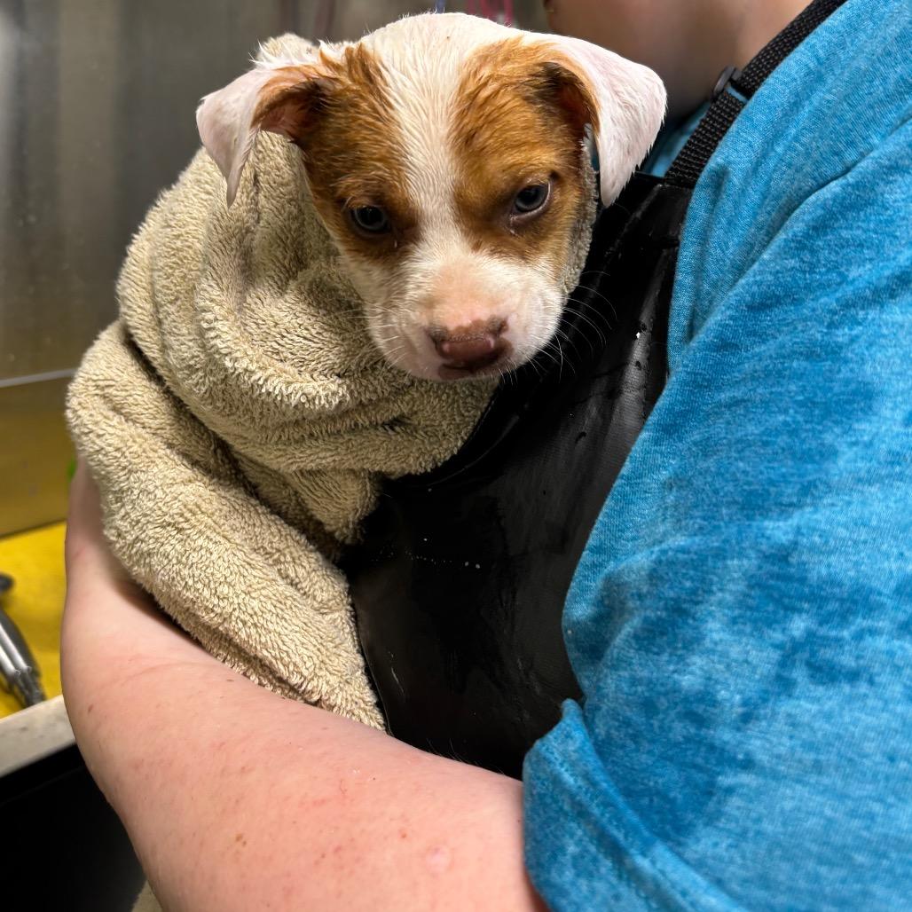 Mathis, Adoptable, Puppy Male Terrier & Cattle Dog.