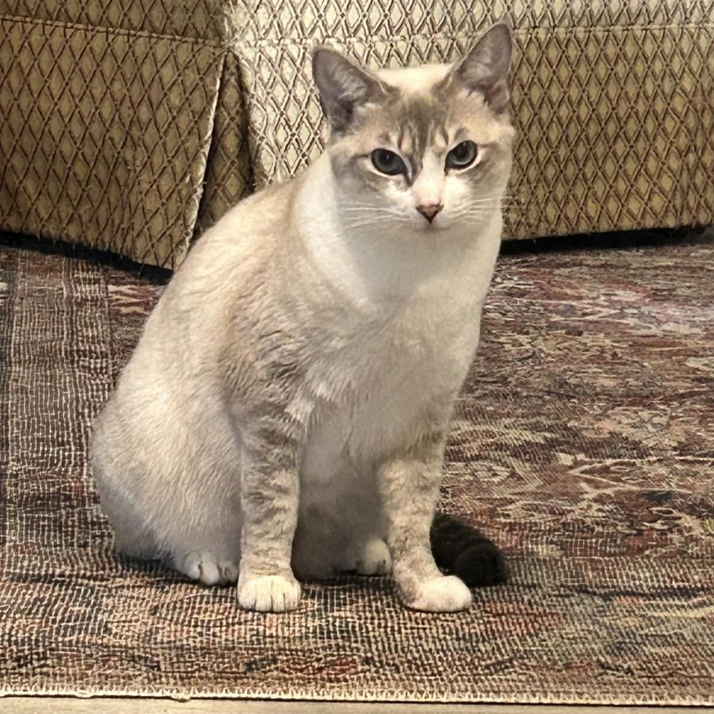 Francine, a Adoptable Domestic Short Hair in Talent, OR image 1/6