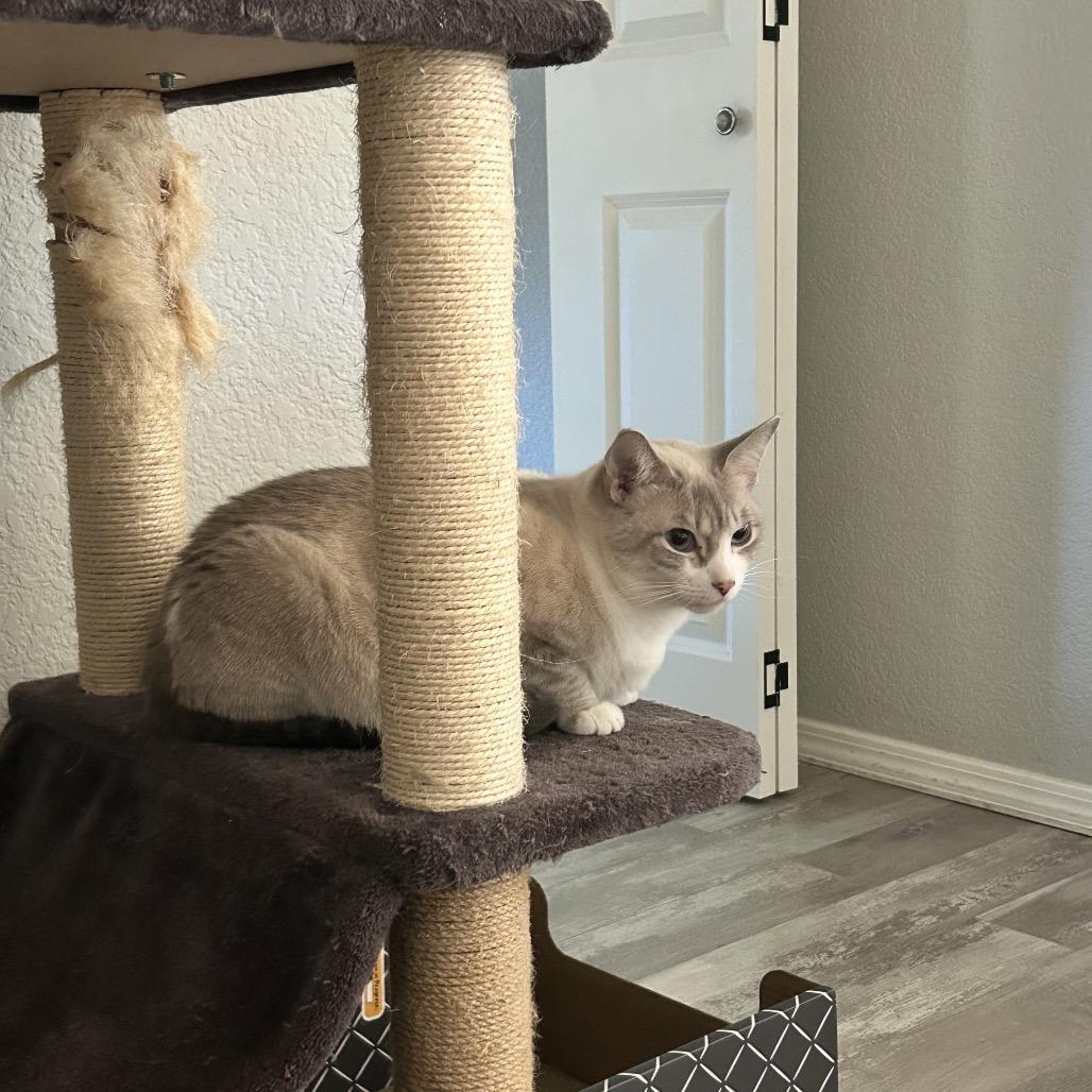 Enlarge Francine, a Adoptable Domestic Short Hair in Talent, OR image 2/6