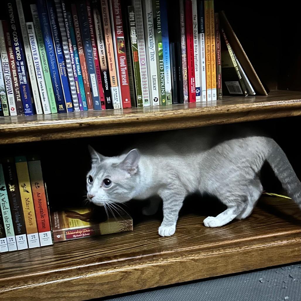 Enlarge Francine, a Adoptable Domestic Short Hair in Talent, OR image 1/3
