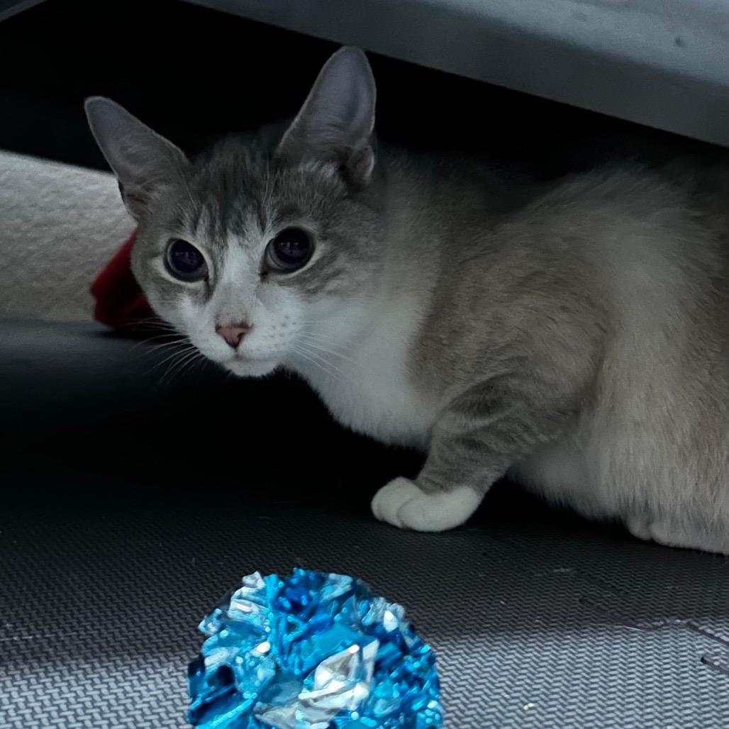 Enlarge Francine, a Adoptable Domestic Short Hair in Talent, OR image 2/3