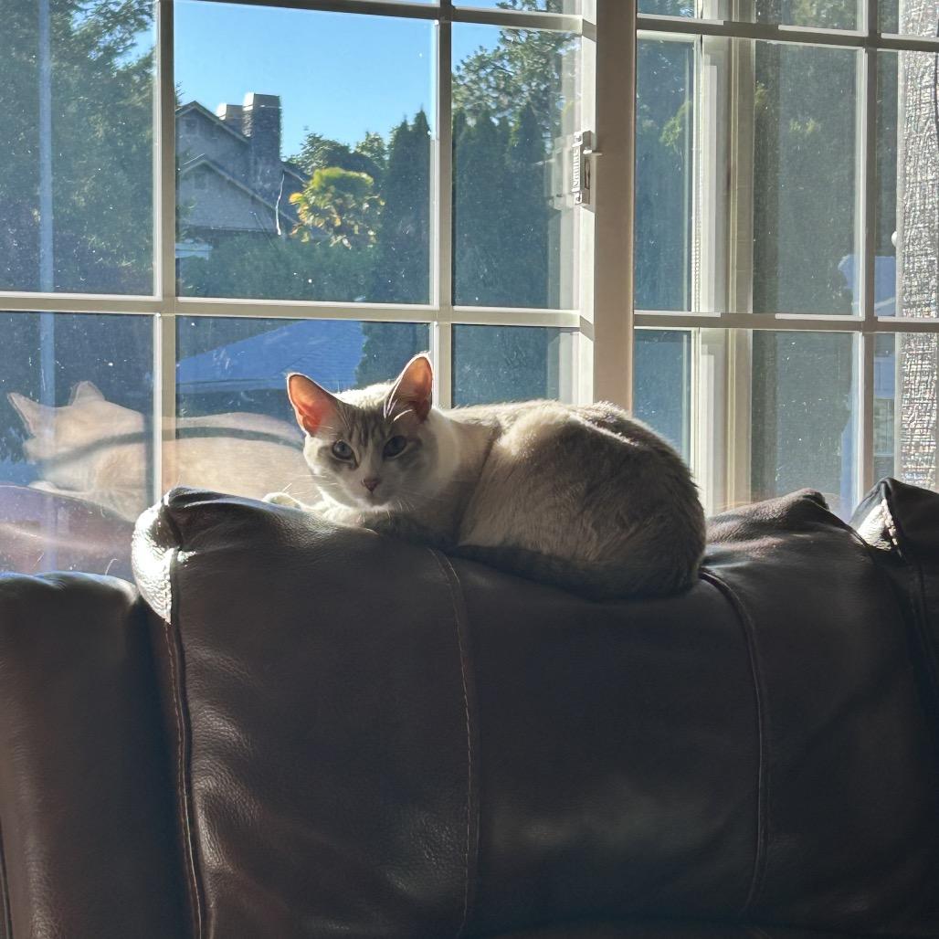 Francine, a Adoptable Domestic Short Hair in Talent, OR image 3/6