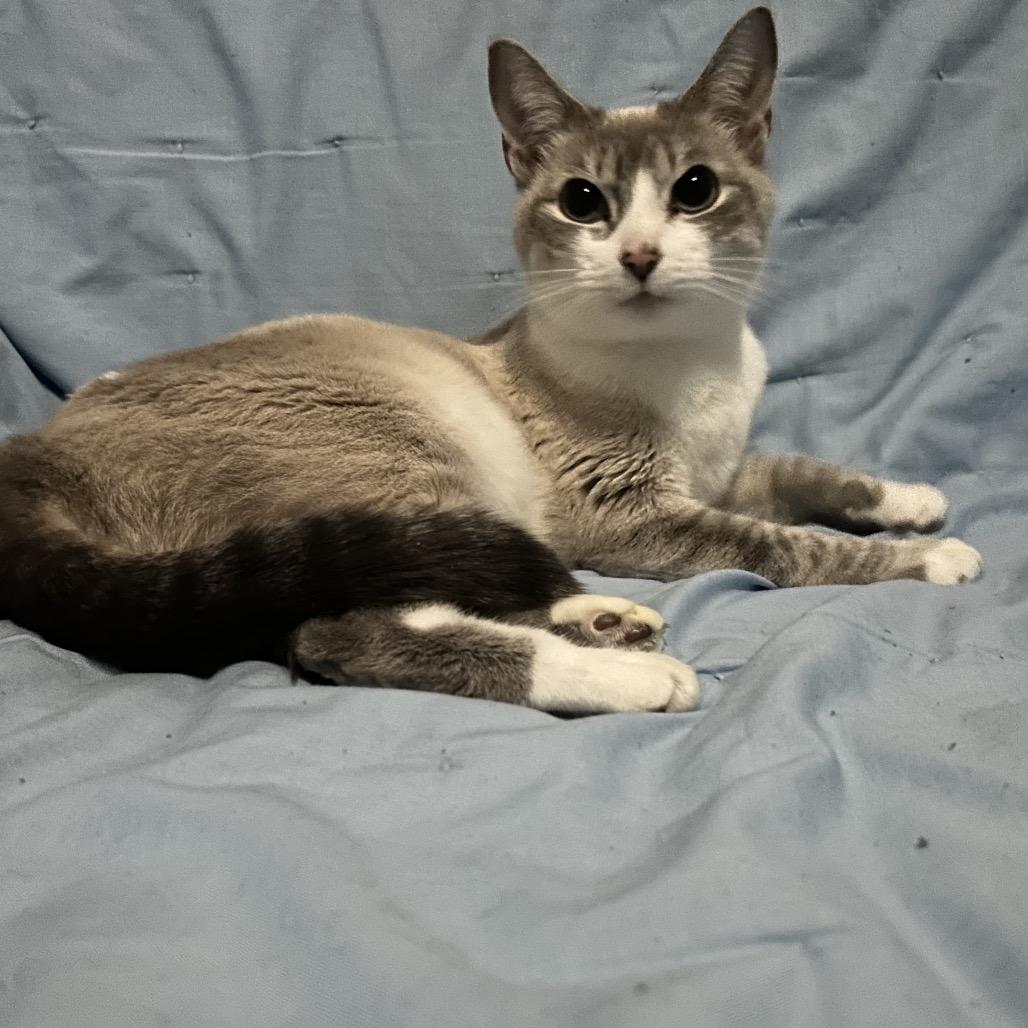 Enlarge Francine, a Adoptable Domestic Short Hair in Talent, OR image 3/3