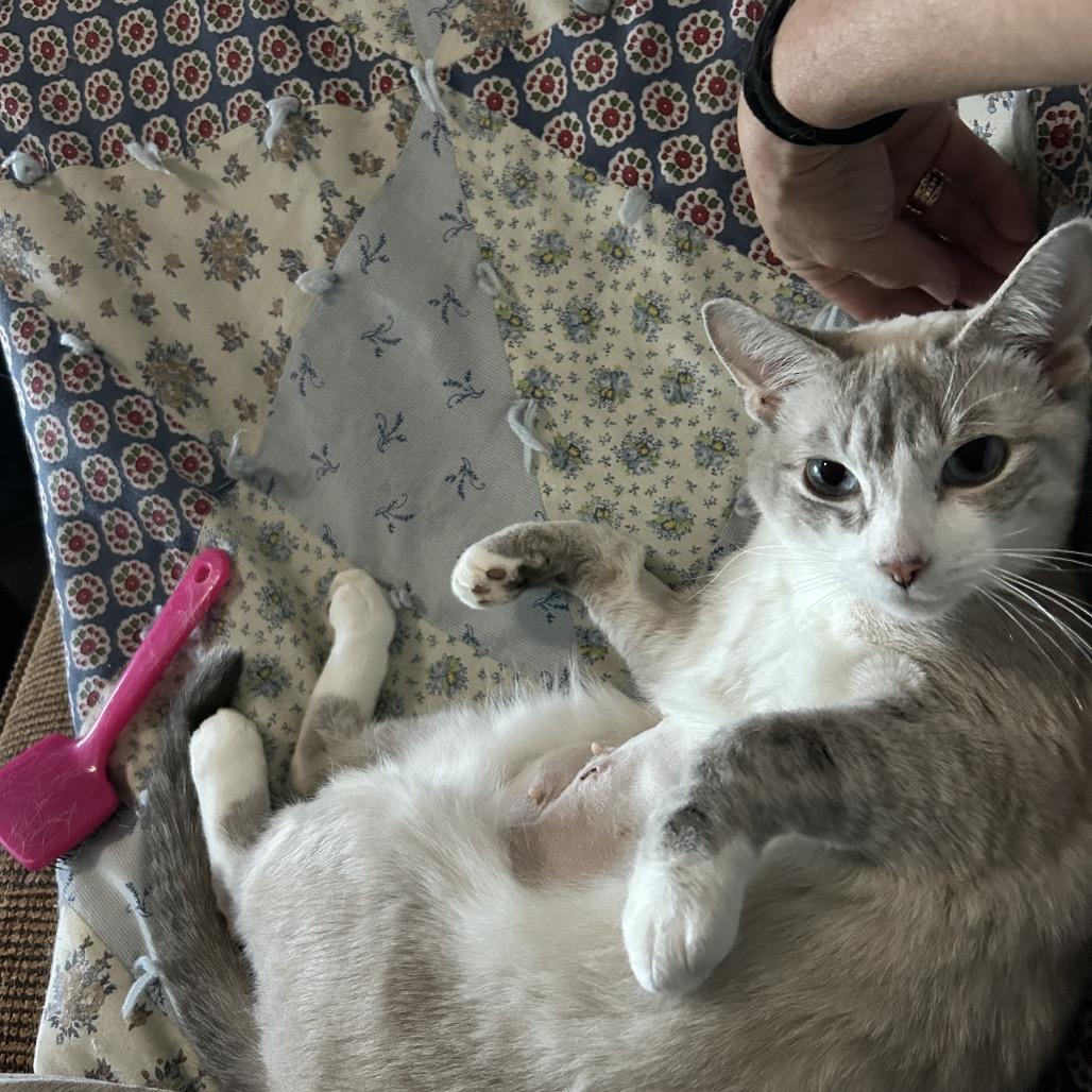 Francine, a Adoptable Domestic Short Hair in Talent, OR image 5/6
