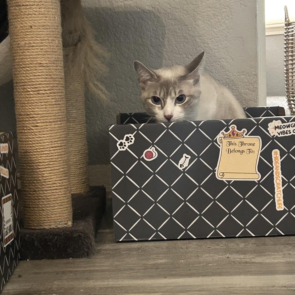 Francine, a Adoptable Domestic Short Hair in Talent, OR image 6/6