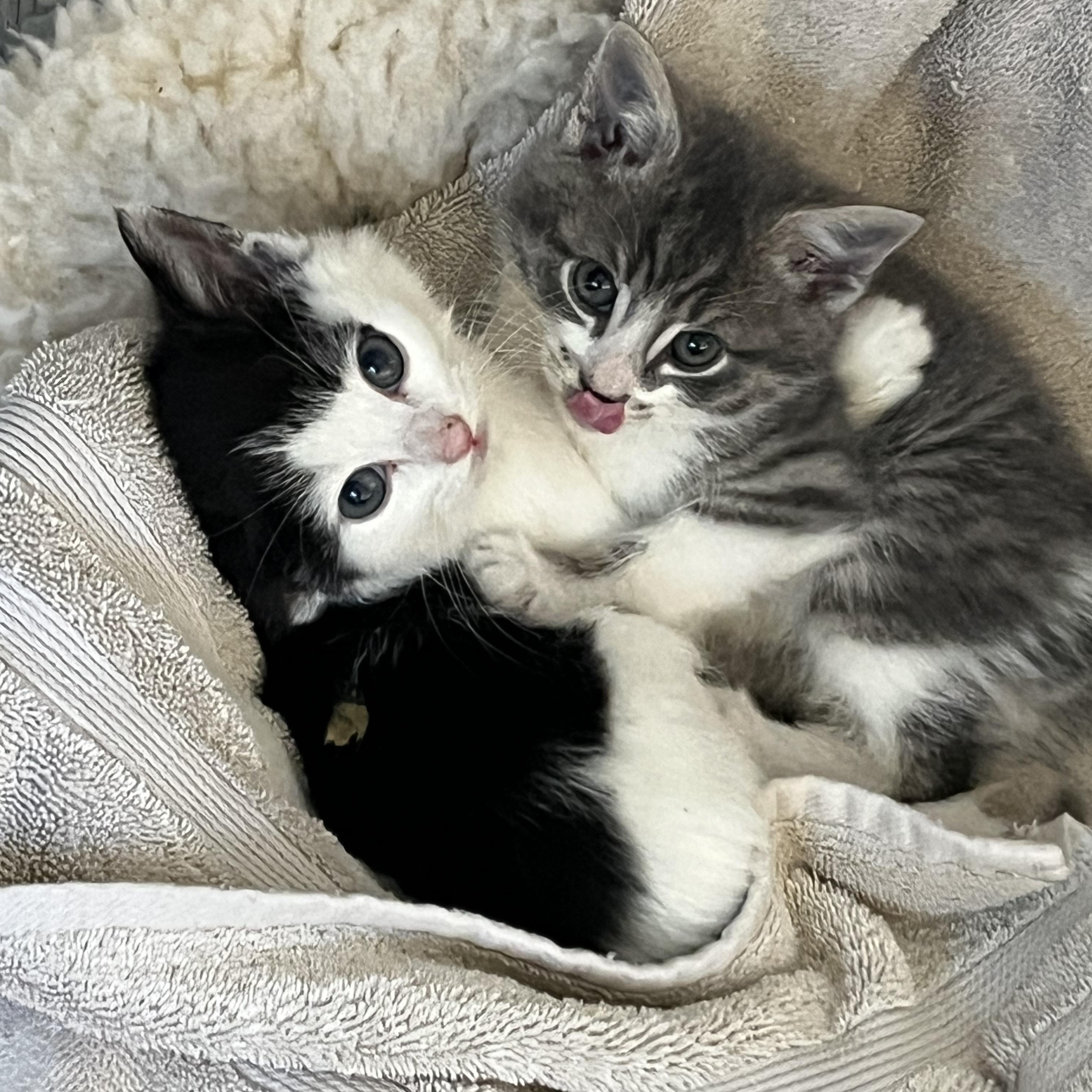 Enlarge Hal, an adopted Domestic Medium Hair in San Juan Capistrano, CA image 3/3