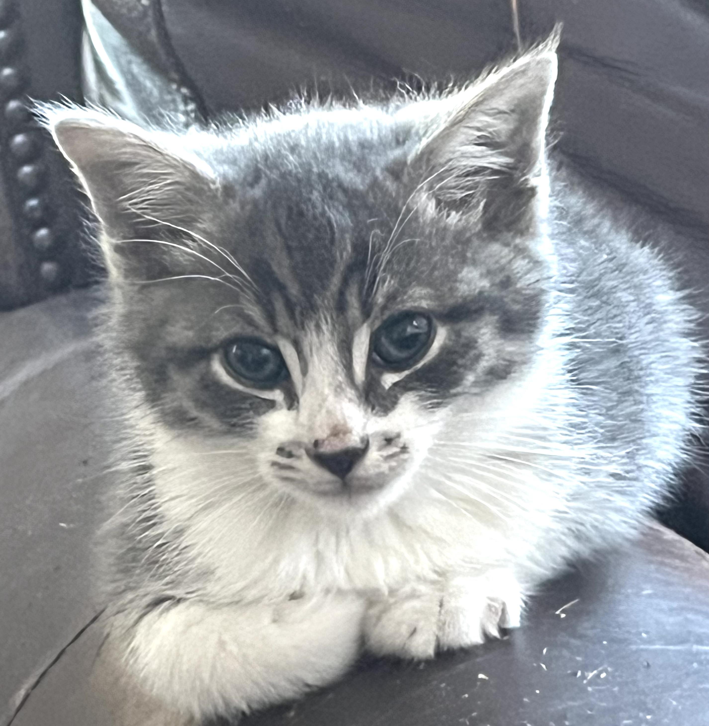 Enlarge Hal, an adopted Domestic Medium Hair in San Juan Capistrano, CA image 2/3