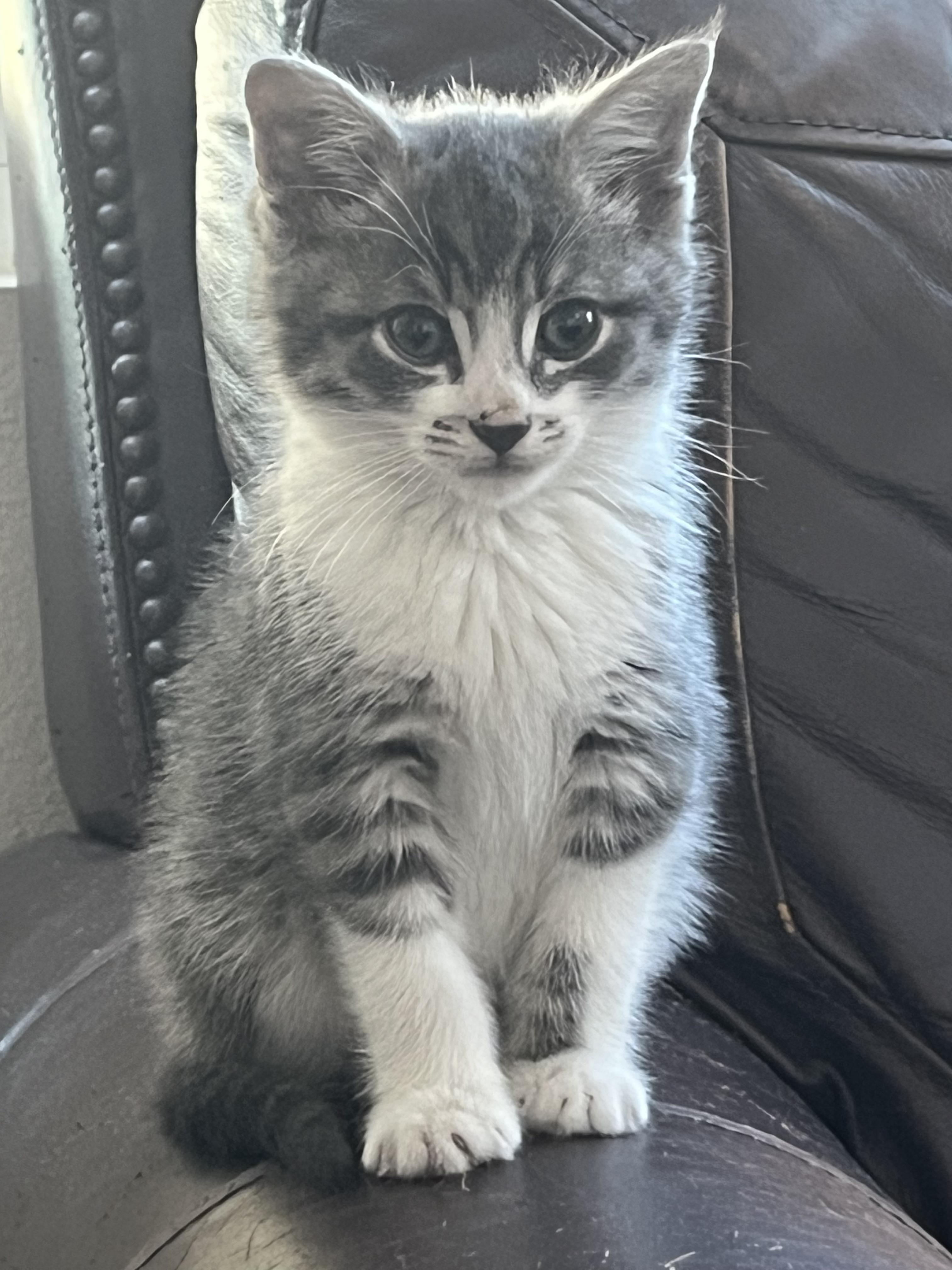 Enlarge Hal, an adopted Domestic Medium Hair in San Juan Capistrano, CA image 1/3