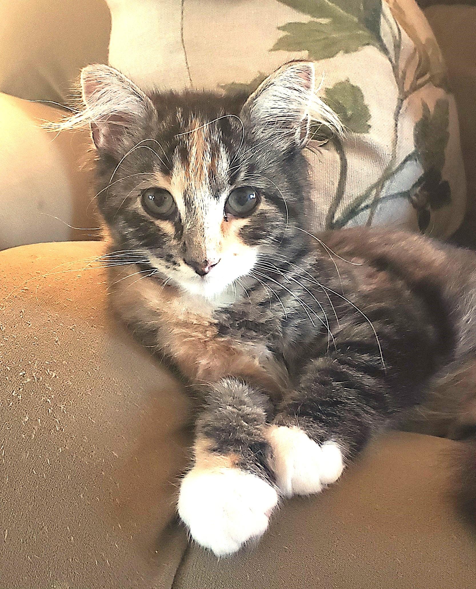 Enlarge Jelly Bean, a Adopted mixed breed in Delta, CO image 3/6