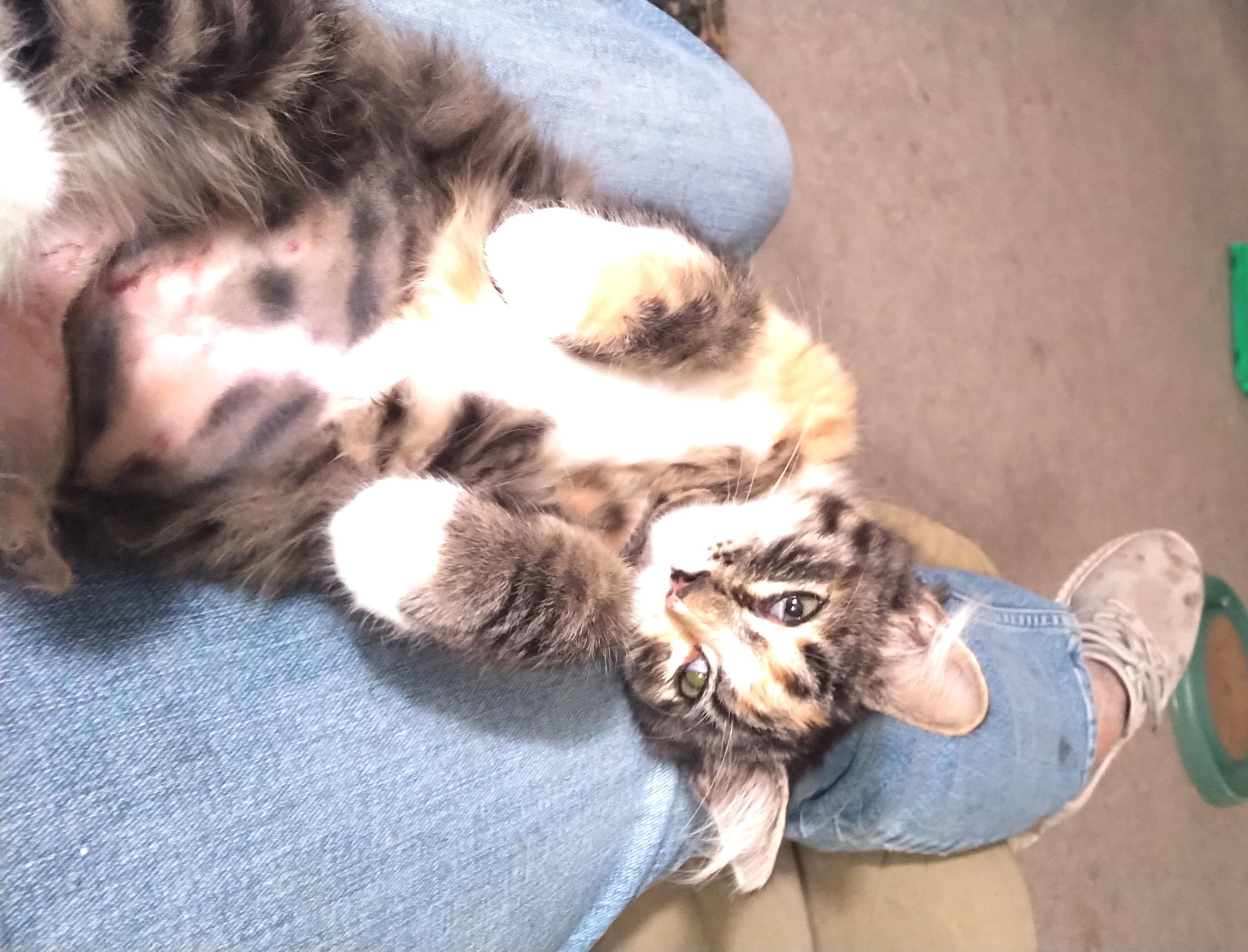 Enlarge Jelly Bean, a Adopted mixed breed in Delta, CO image 1/6