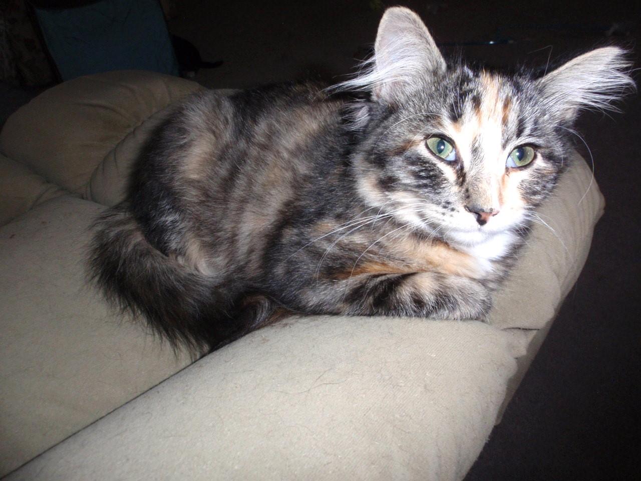 Enlarge Jelly Bean, a Adopted mixed breed in Delta, CO image 4/6