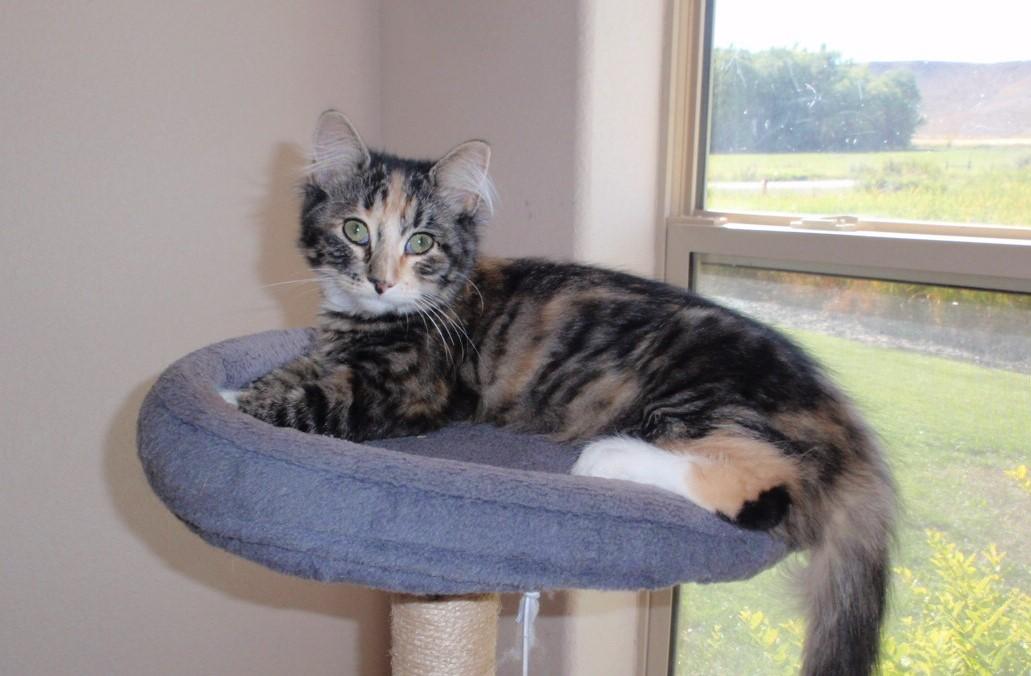 Enlarge Jelly Bean, a Adopted mixed breed in Delta, CO image 5/6