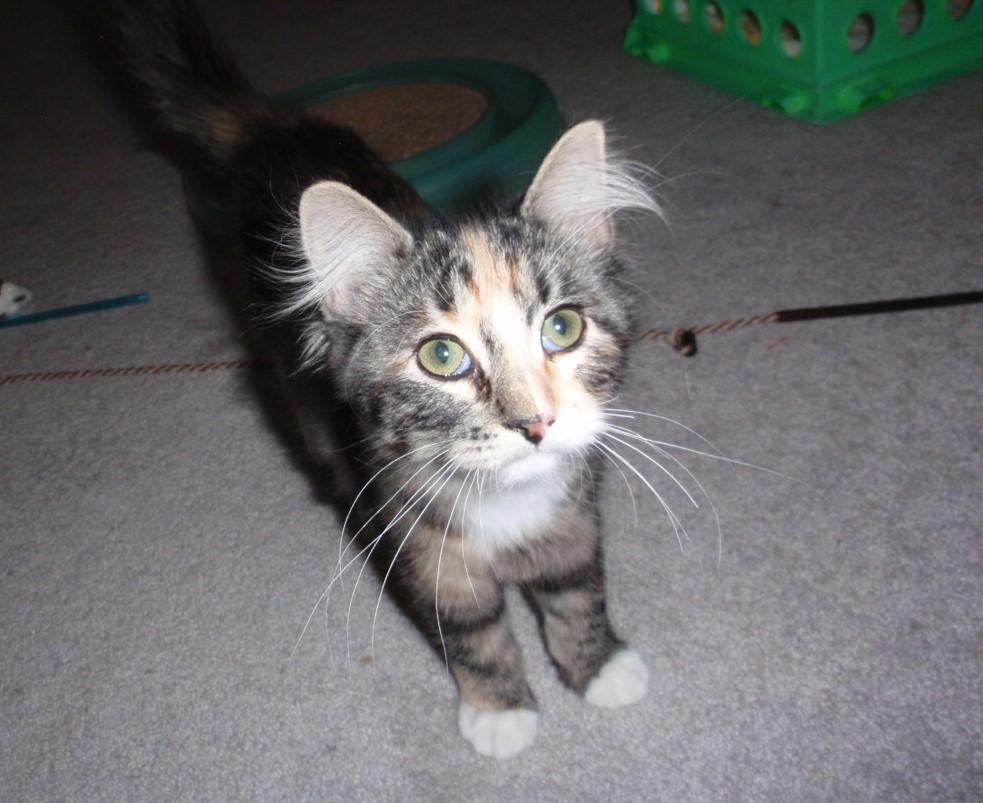 Enlarge Jelly Bean, a Adopted mixed breed in Delta, CO image 6/6