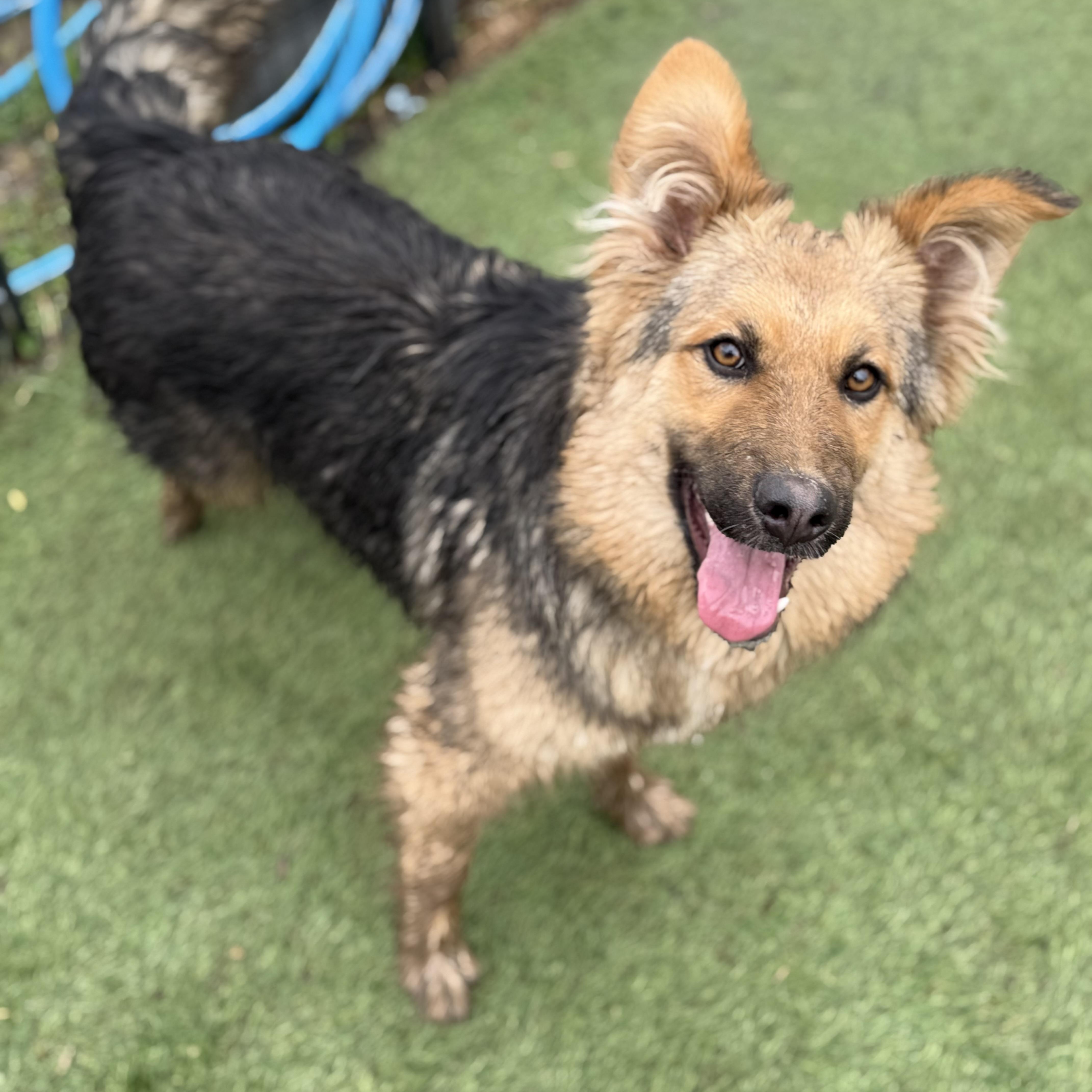 Enlarge Kaiser , a Adoptable German Shepherd Dog in Glenolden, PA image 6/6
