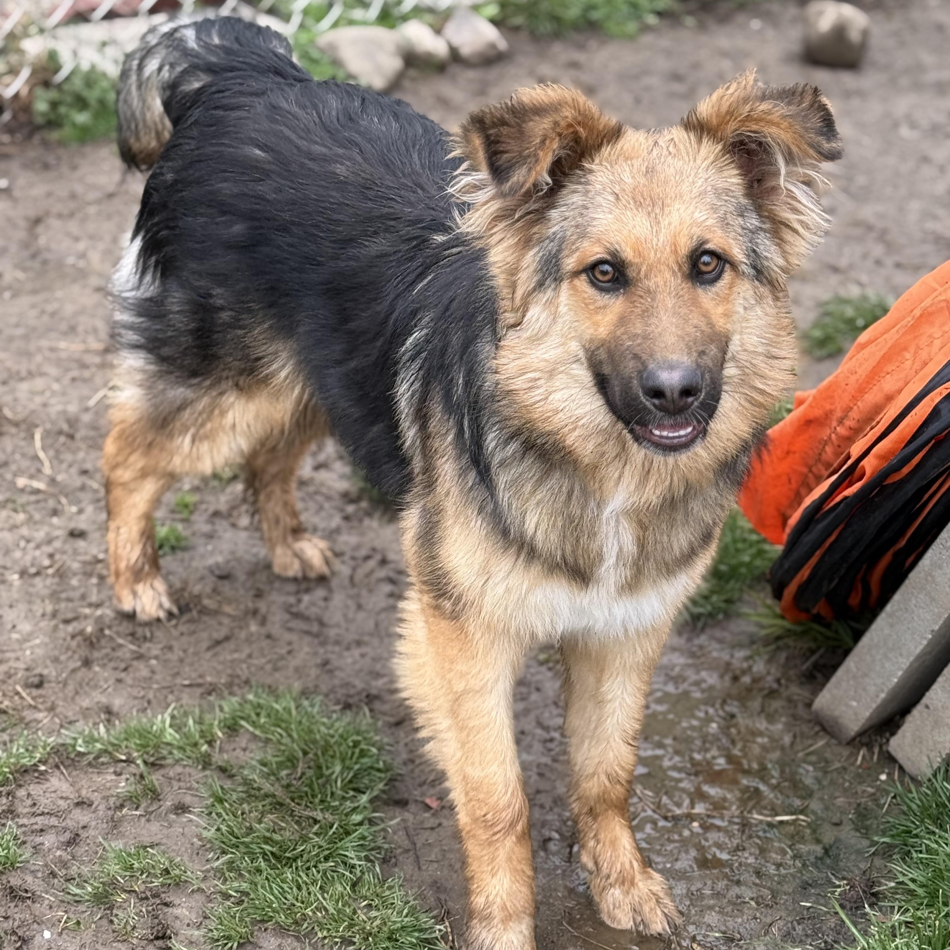 Enlarge Kaiser , a Adoptable German Shepherd Dog in Glenolden, PA image 4/6