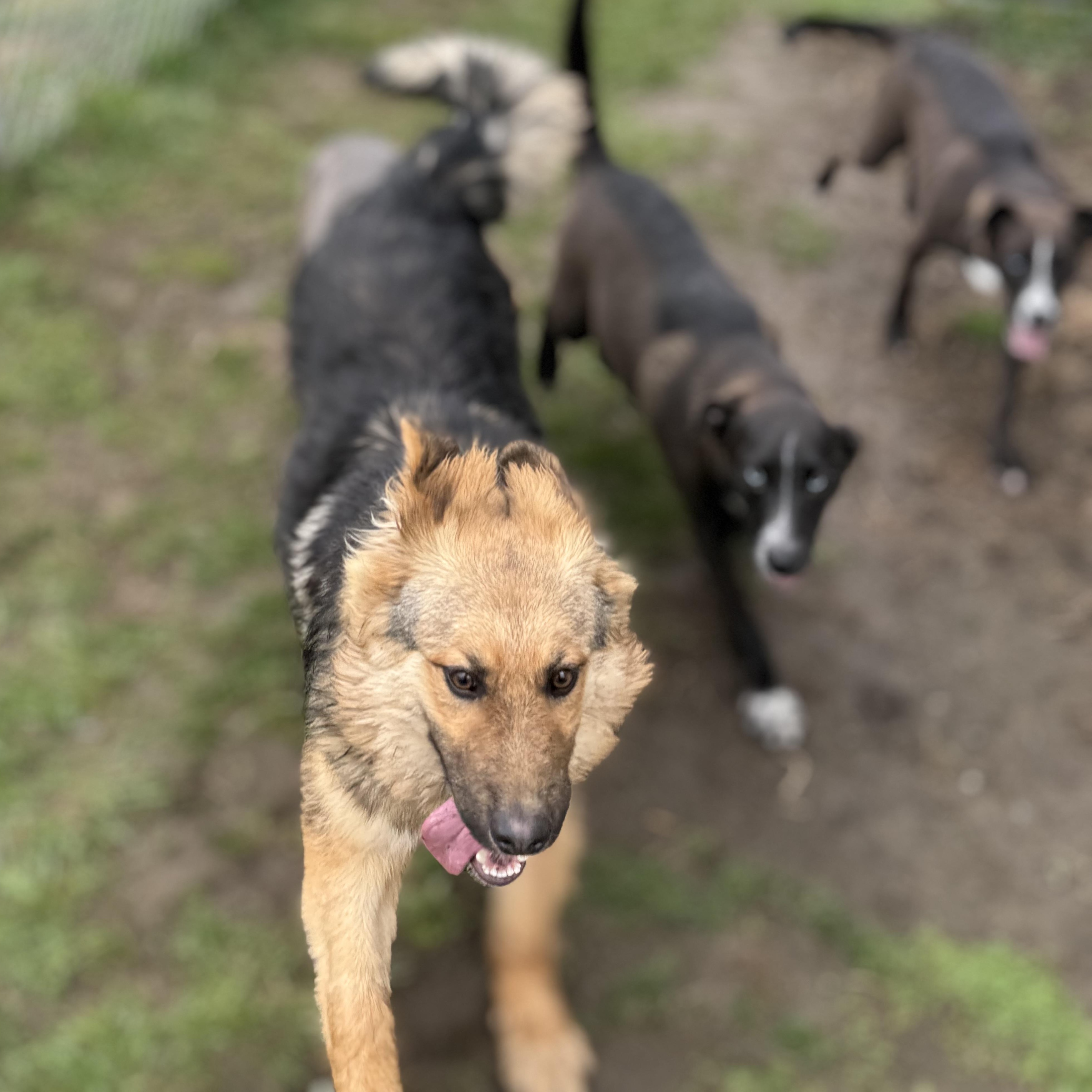 Enlarge Kaiser , a Adoptable German Shepherd Dog in Glenolden, PA image 3/6