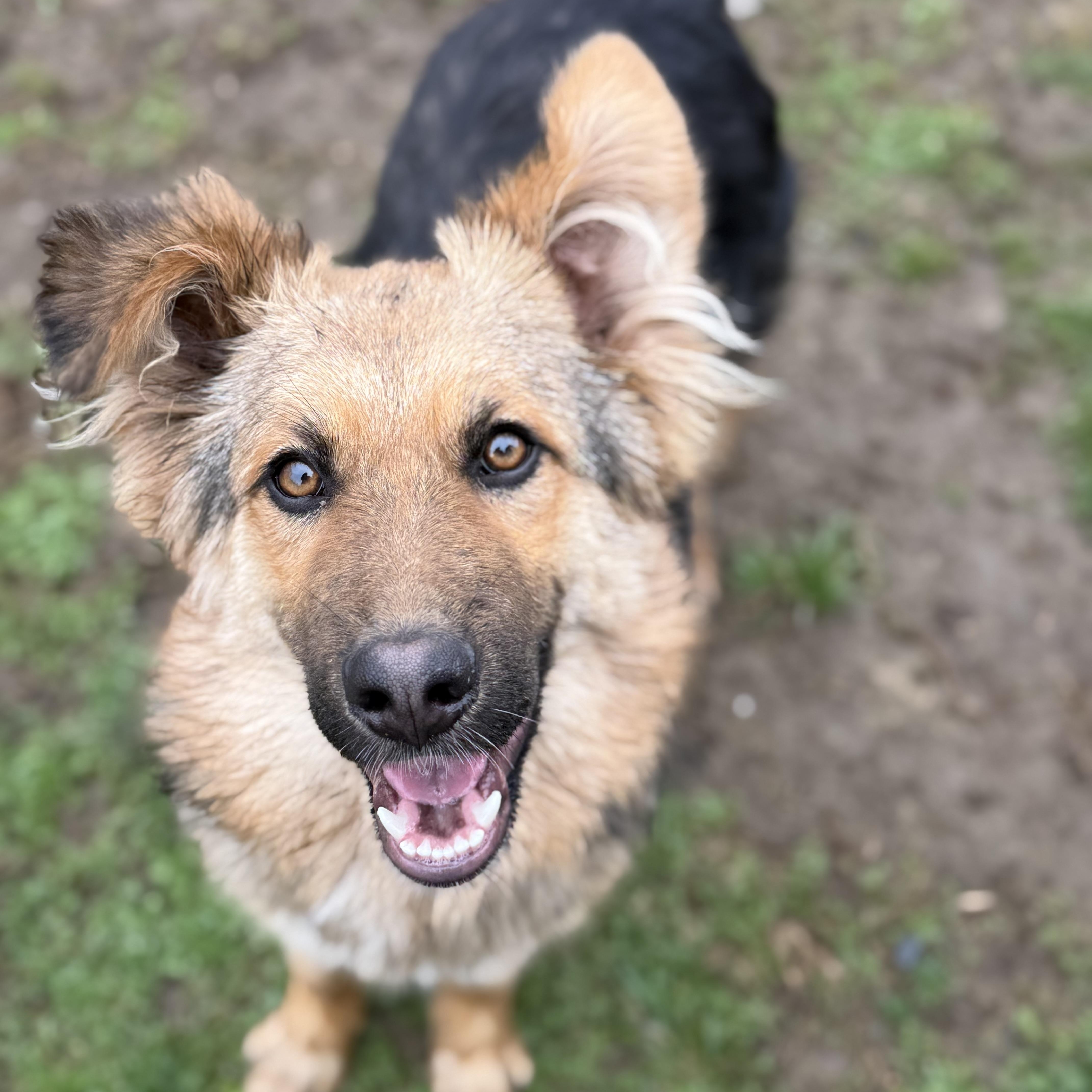 Enlarge Kaiser , a Adoptable German Shepherd Dog in Glenolden, PA image 2/6