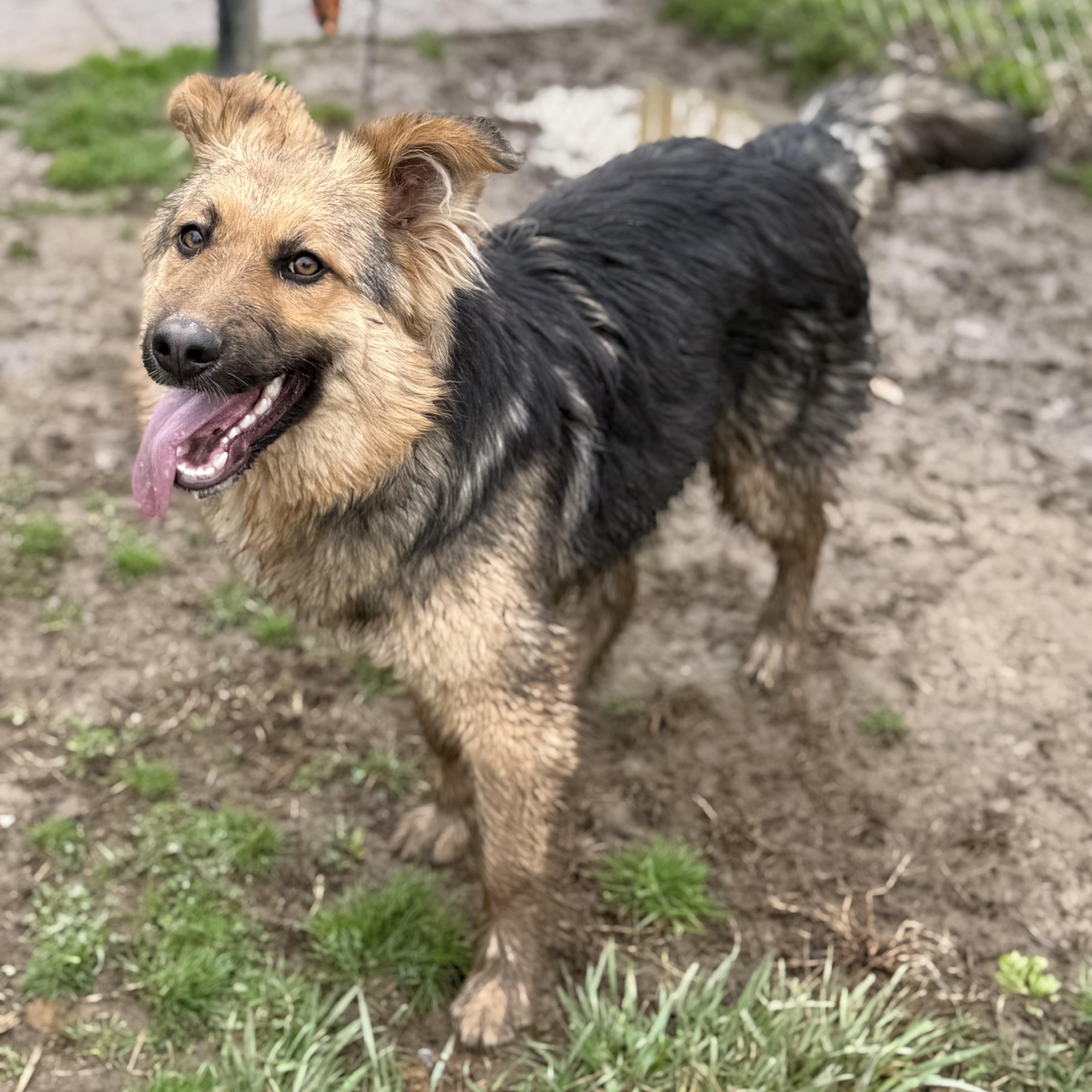 Enlarge Kaiser , a Adoptable German Shepherd Dog in Glenolden, PA image 5/6
