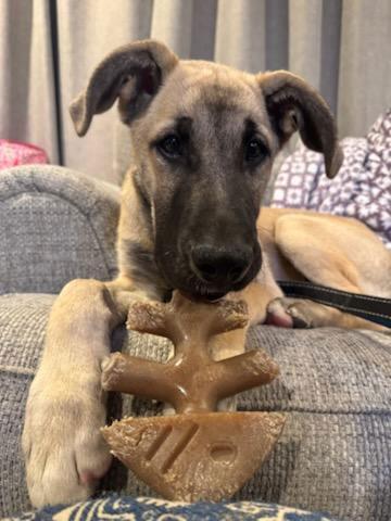 Rex Ryder, Adopted, Puppy Male German Shepherd Dog.