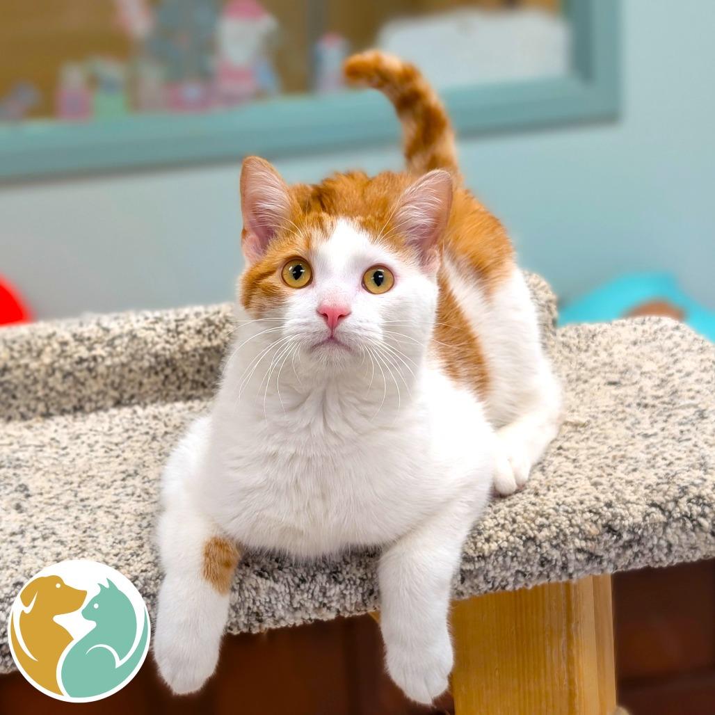 Clarence(BONDED), Adoptable, Young Male Domestic Short Hair.