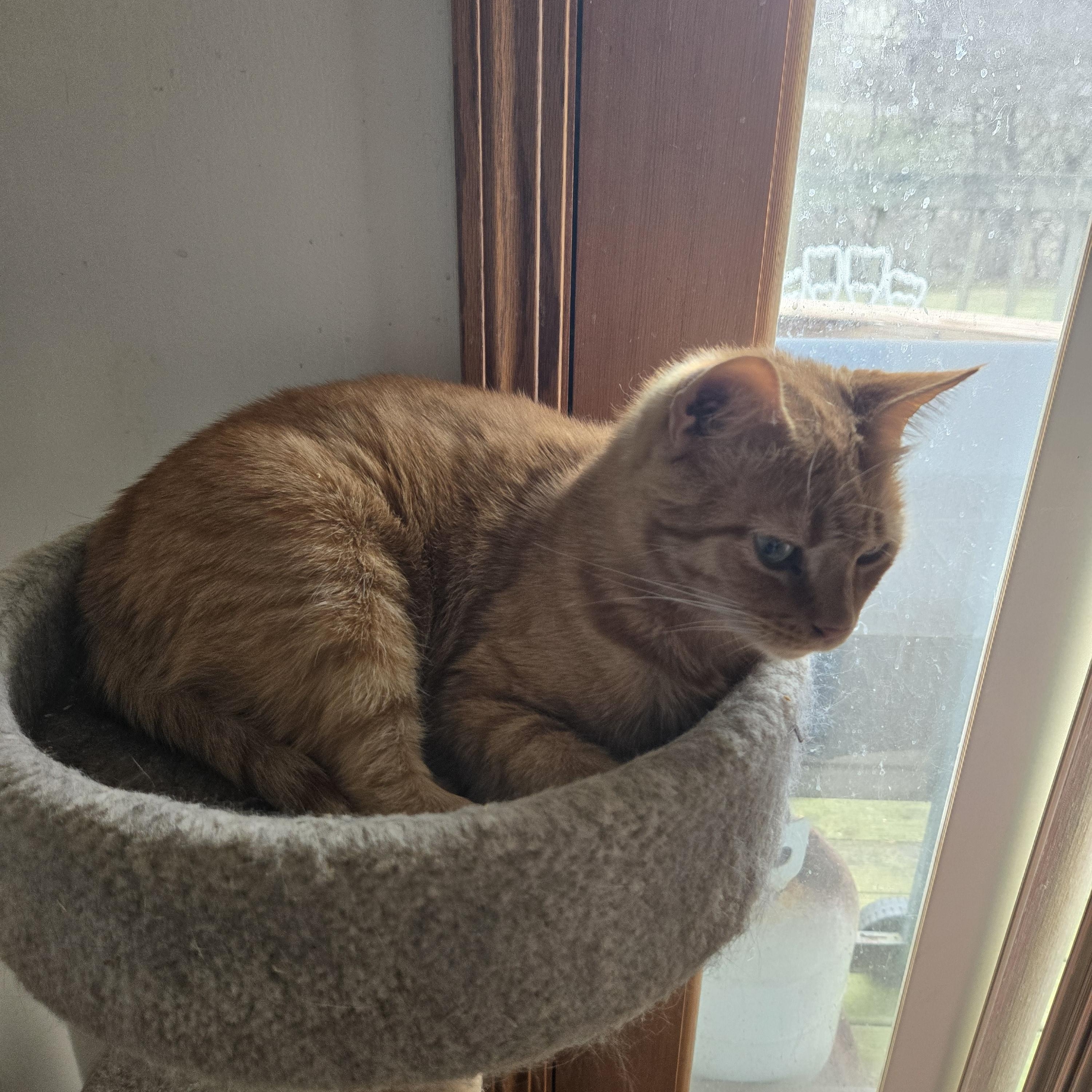 Pumpkin, Adoptable, Adult Female Domestic Short Hair.