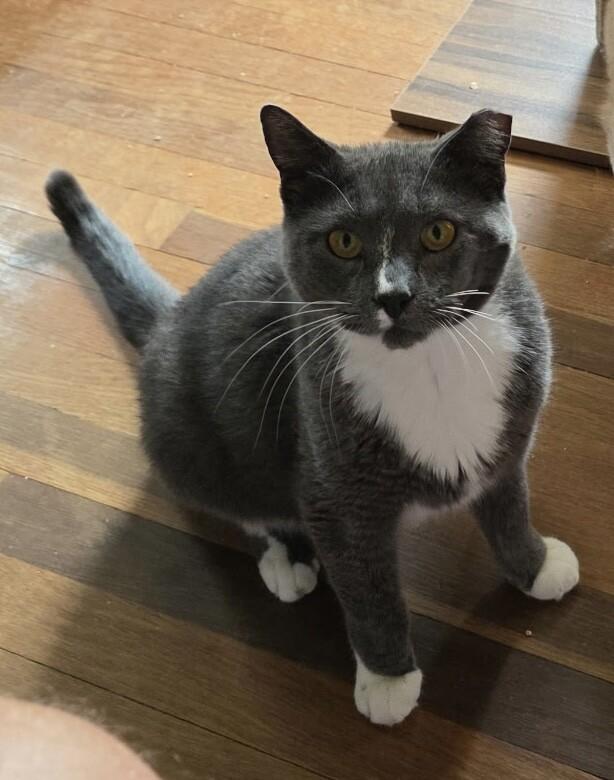 Enlarge Boots, a Adoptable Domestic Short Hair in Colmar, PA image 4/6
