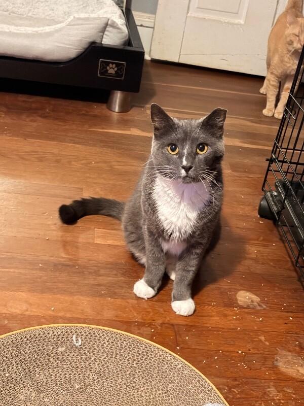 Enlarge Boots, a Adoptable Domestic Short Hair in Colmar, PA image 5/6