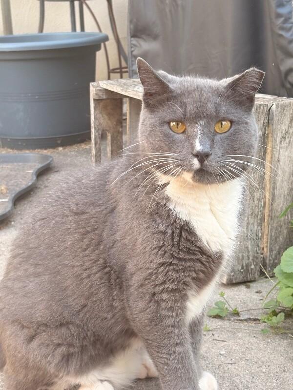 Enlarge Boots, a Adoptable Domestic Short Hair in Colmar, PA image 6/6