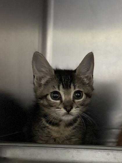 Enlarge Geneva, a Adoptable mixed breed in Moses Lake, WA image 1/1