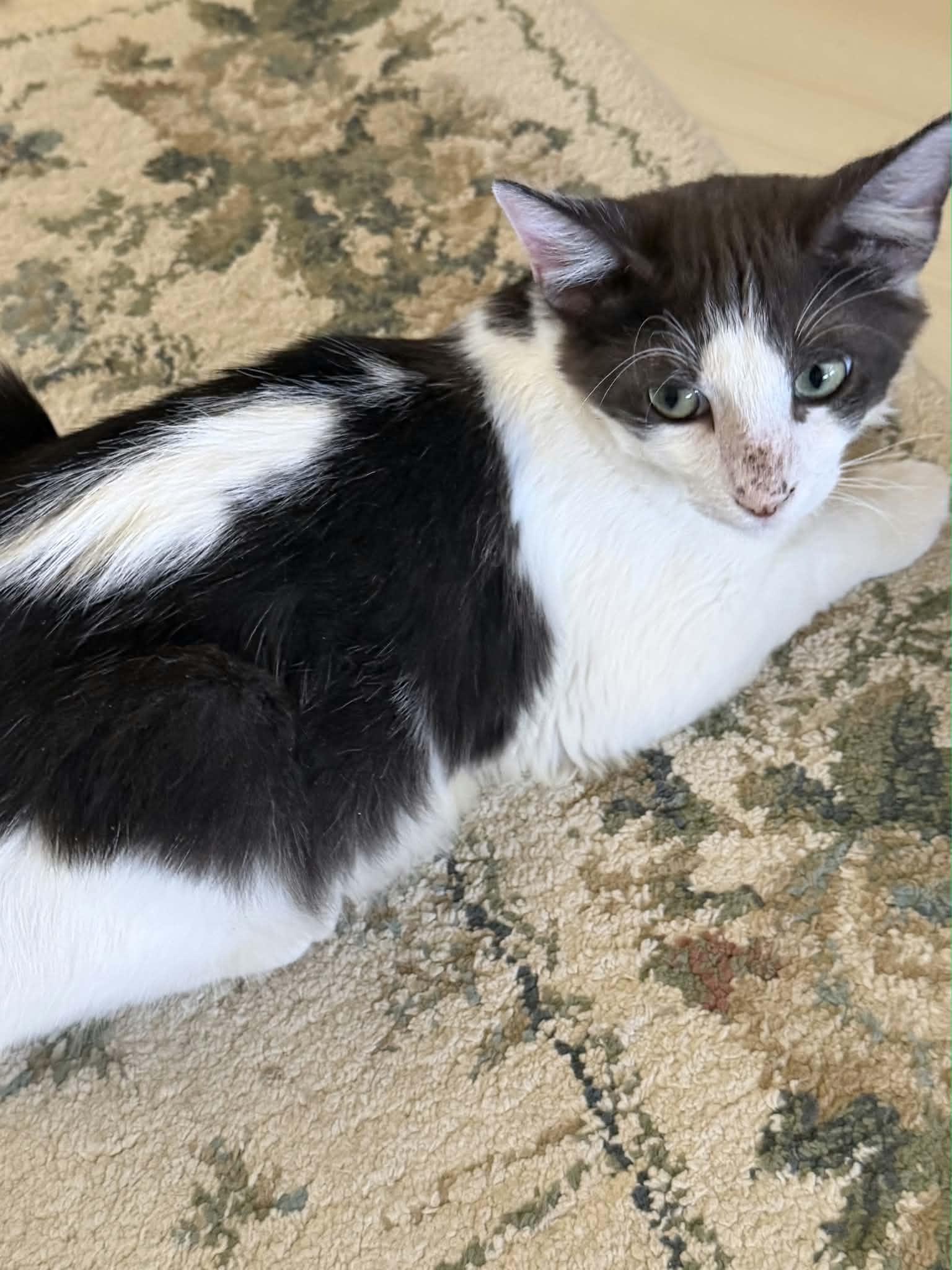 Jazzy, Adoptable, Young Male Domestic Medium Hair.